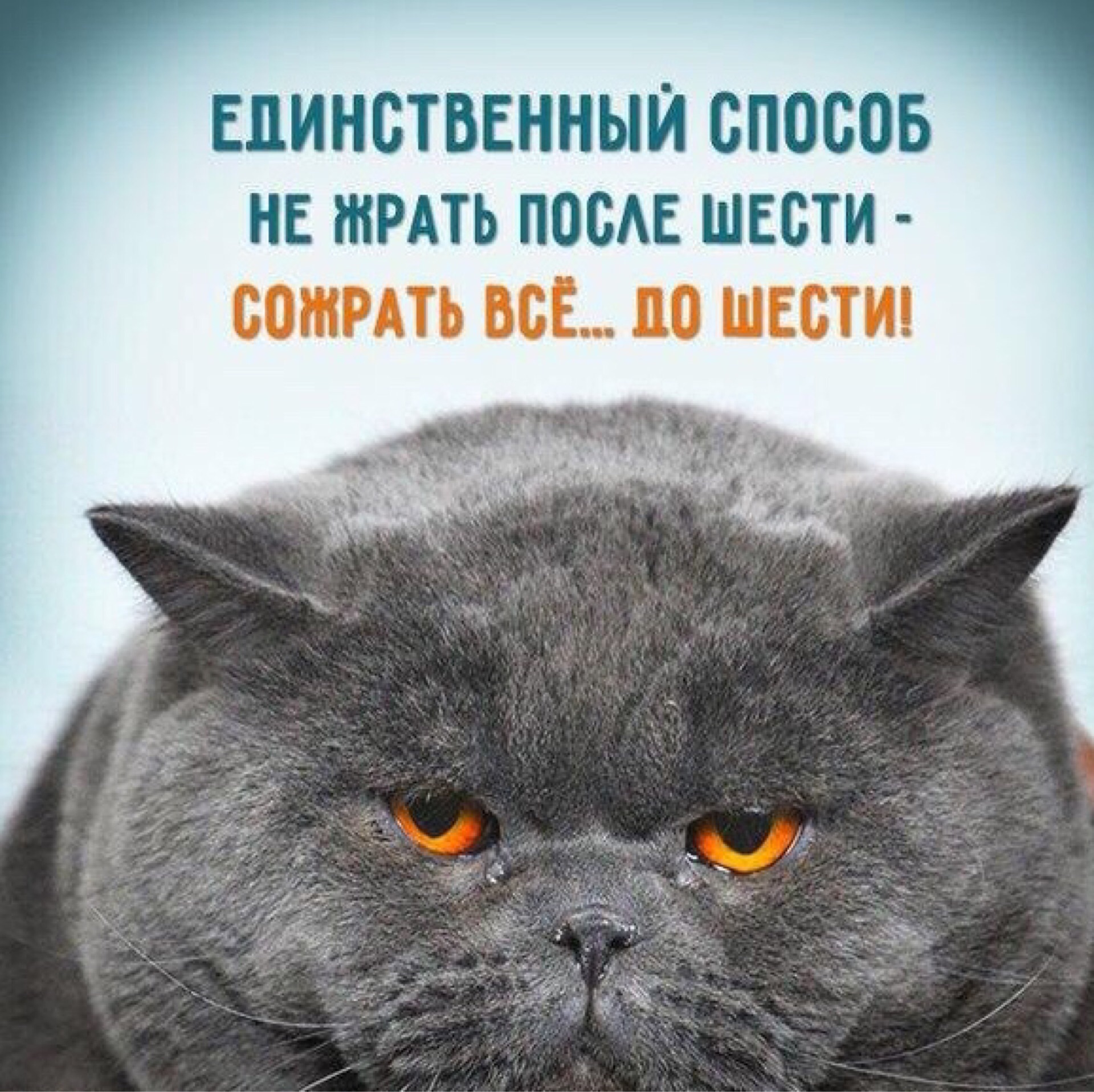 Праздником, жрать картинки приколы