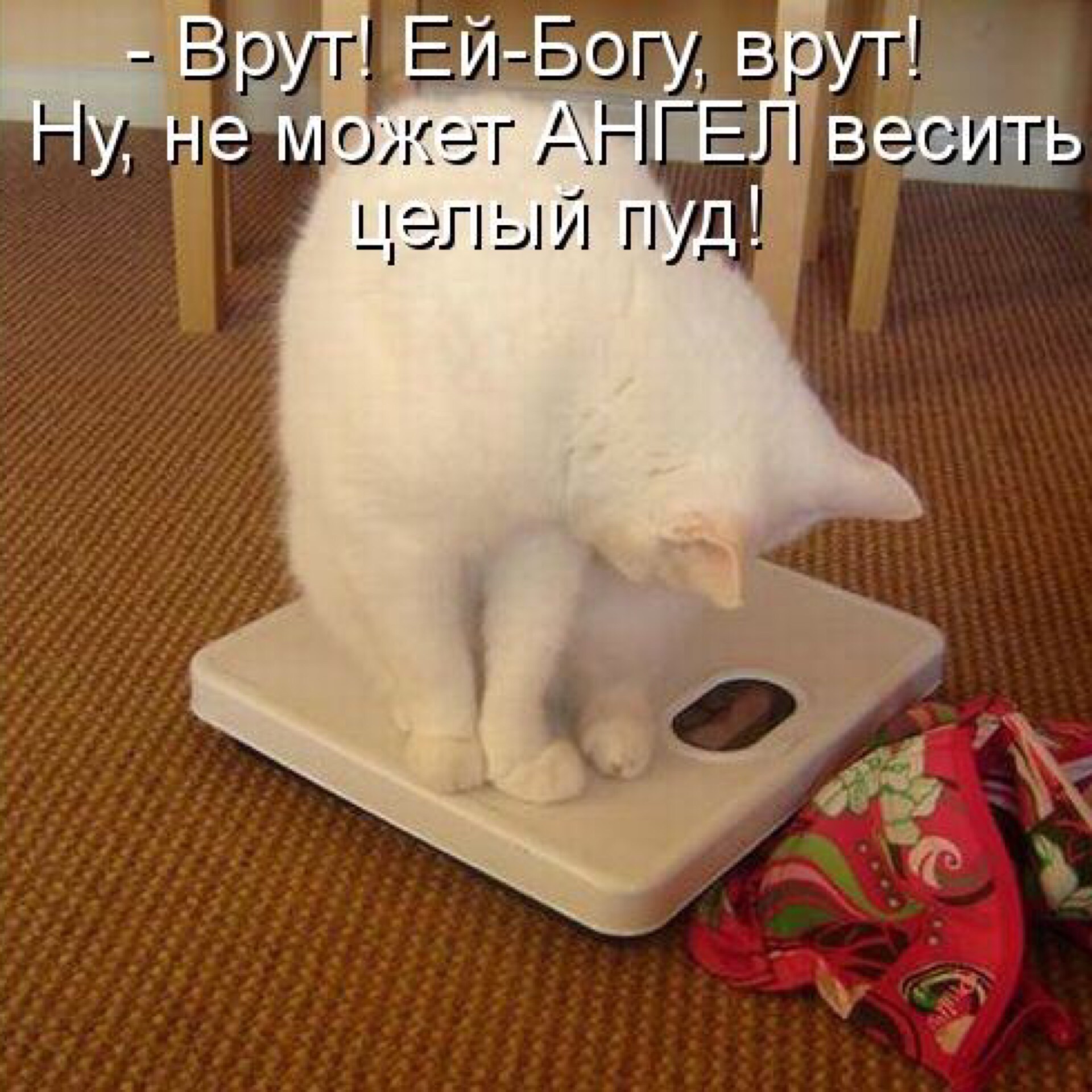 Кот Ничего Не Есть Похудела.