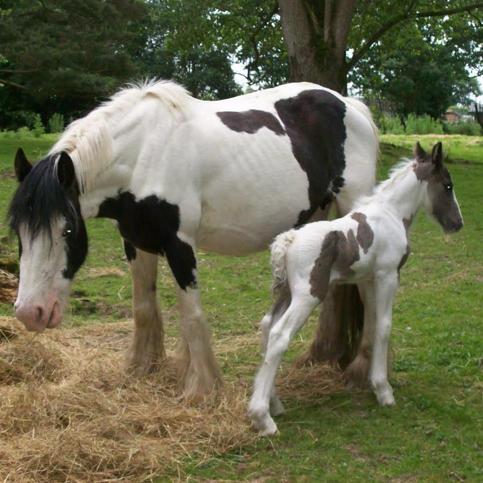 Find the word a foal