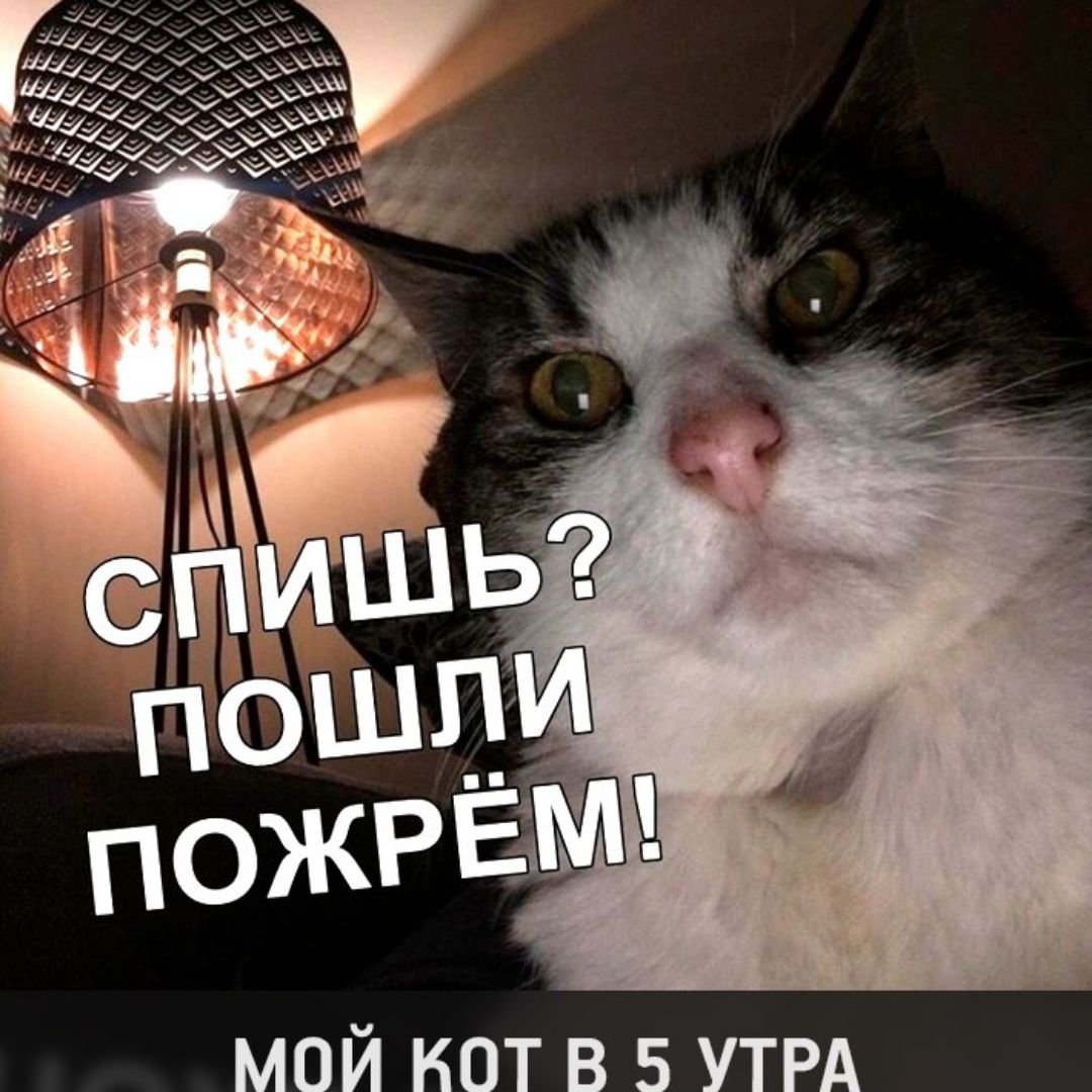 Котик пожрем